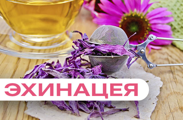 Эхинацея