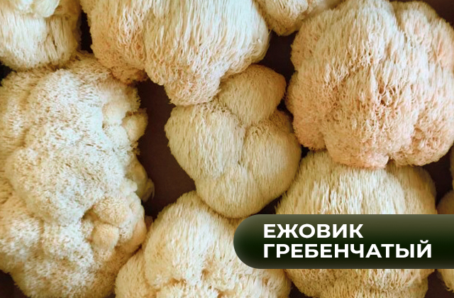 Ежовик гребенчатый для мозга и памяти