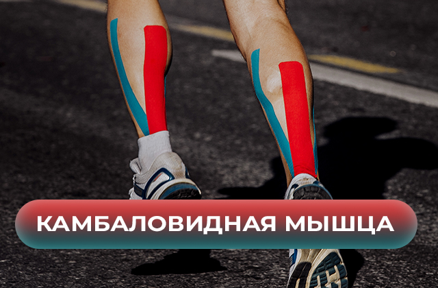 Камбаловидная мышца. Функции, причины ее болезненности и как с этим справиться