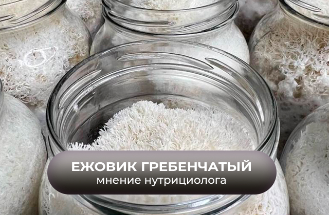 Ежовик гребенчатый. Польза и вред для человека